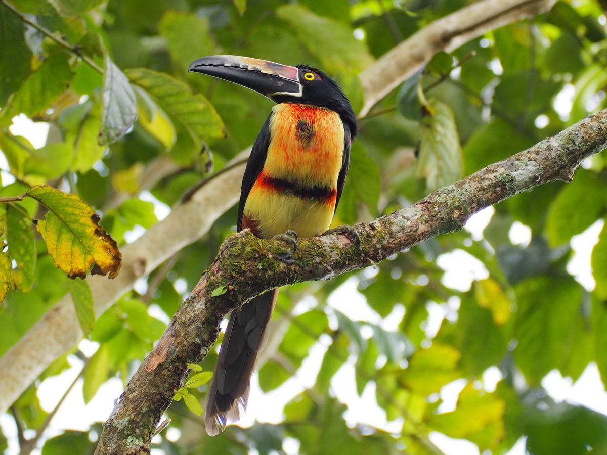 Paraiso Volcano Lodge Guayabo  Luaran gambar