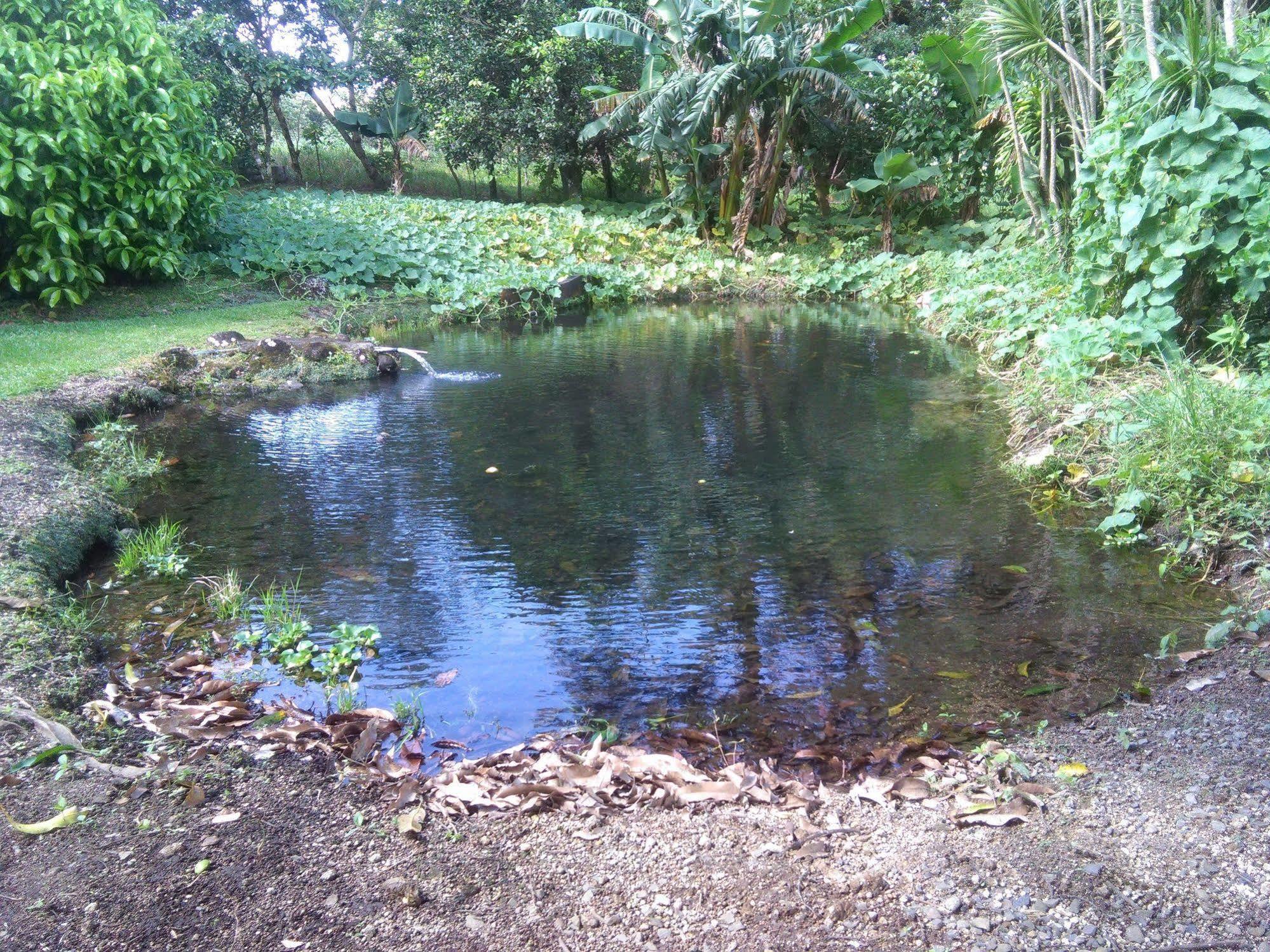 Paraiso Volcano Lodge Guayabo  Luaran gambar