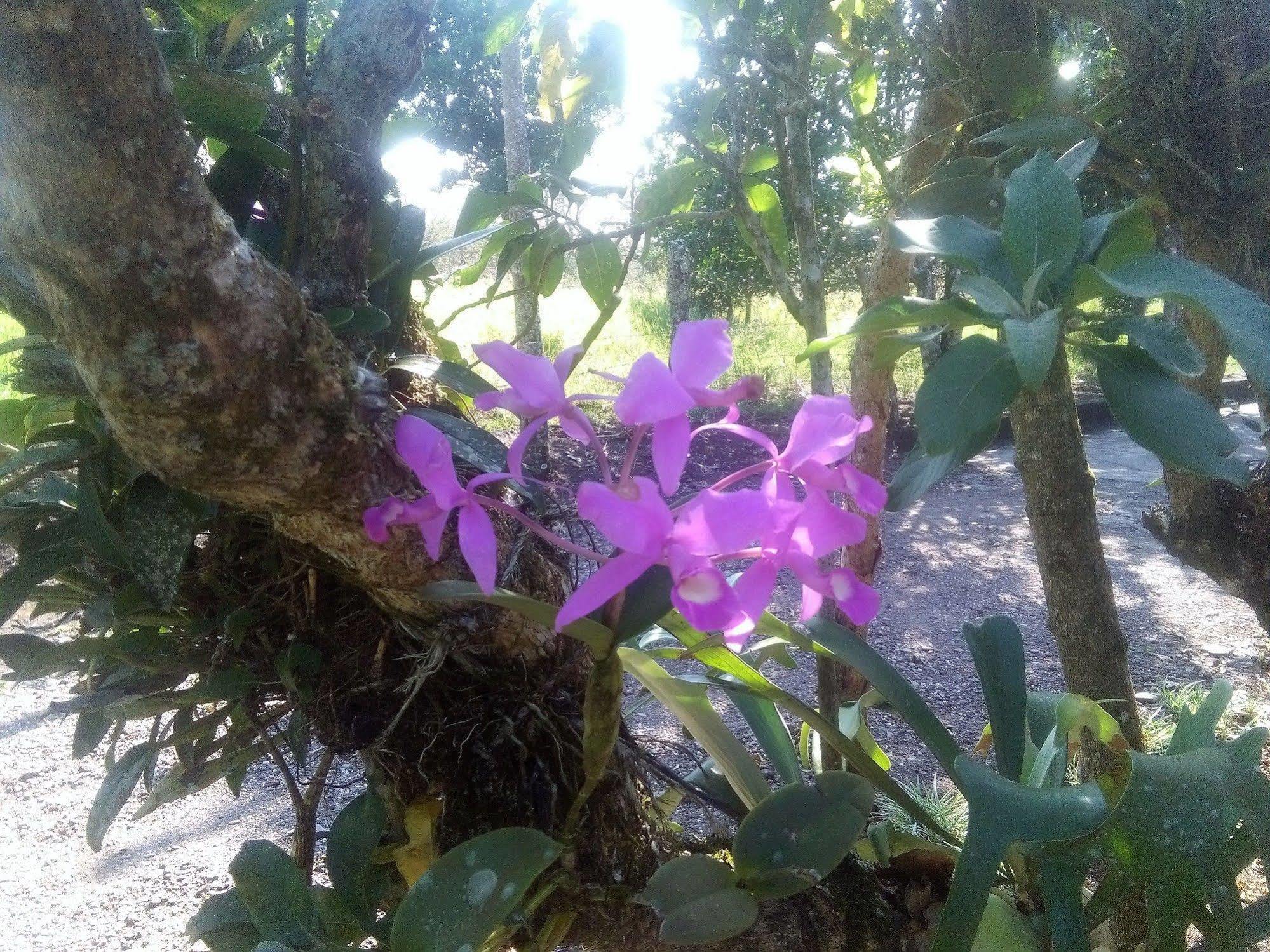 Paraiso Volcano Lodge Guayabo  Luaran gambar